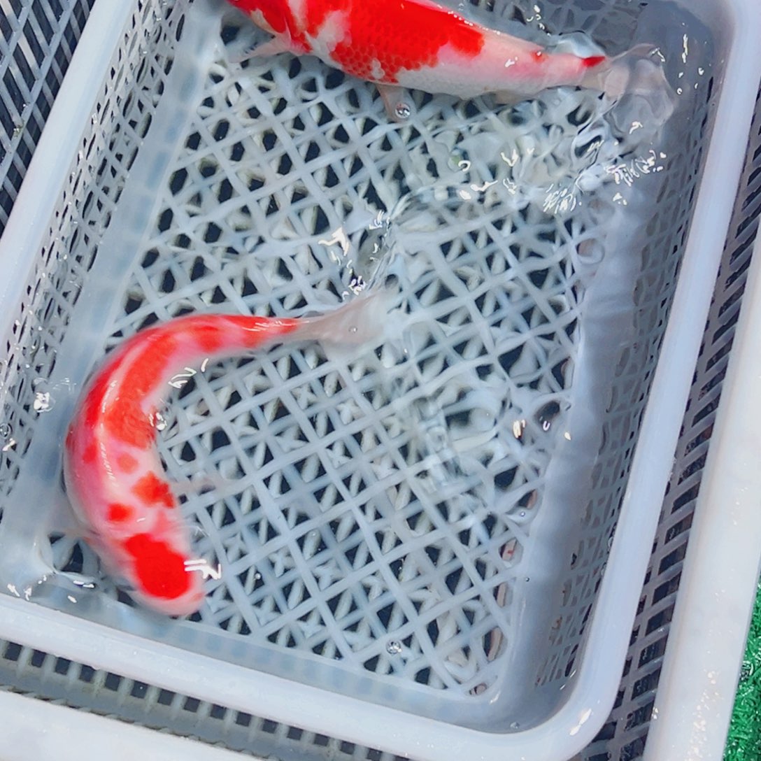 锦鲤锦鲤观赏鱼1111