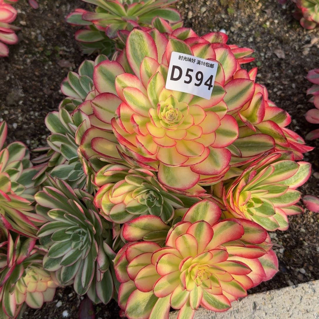 594荔枝多肉植物