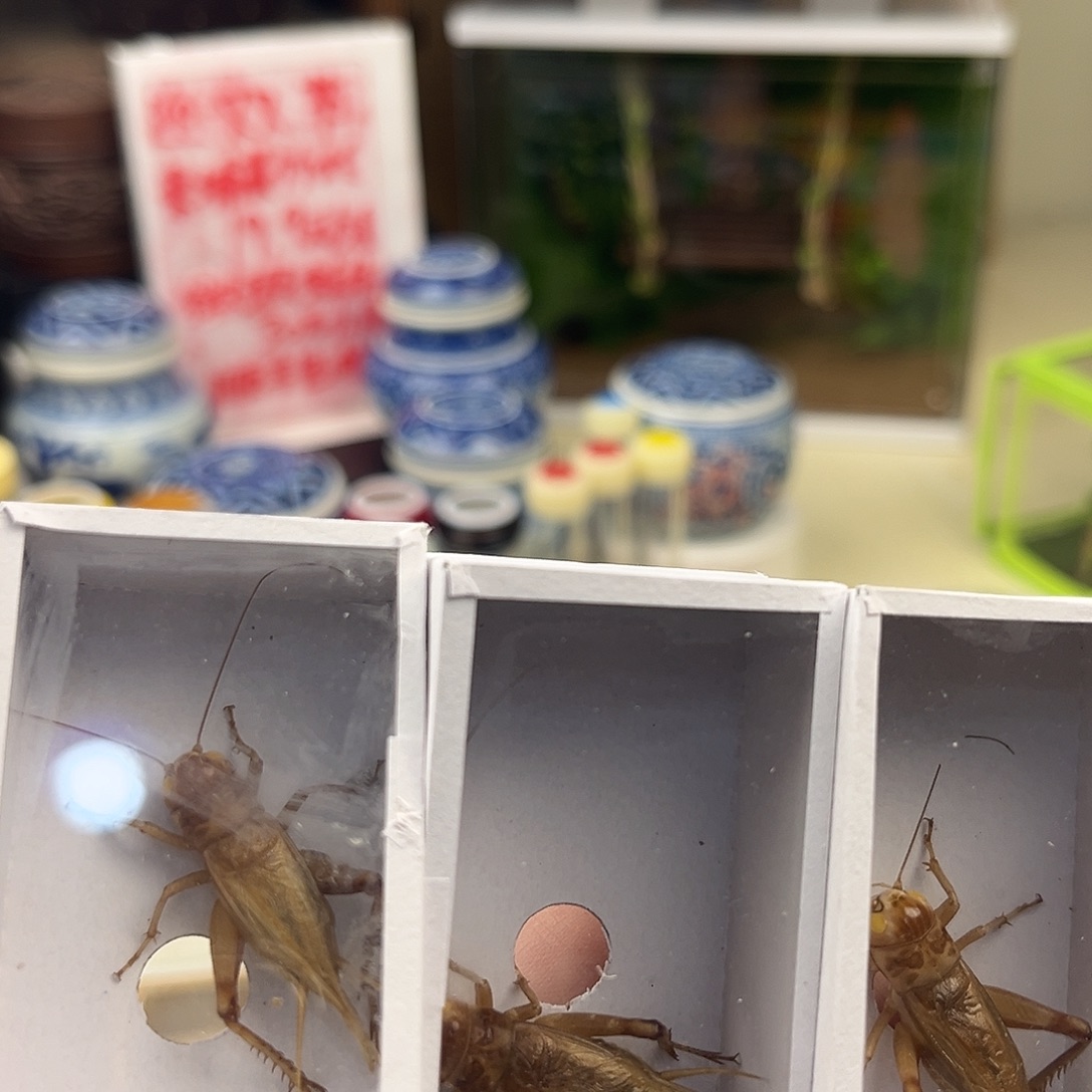 三条断须断尾冰糖紫