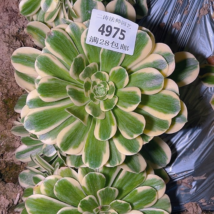 4975迈巴赫多肉植物2号