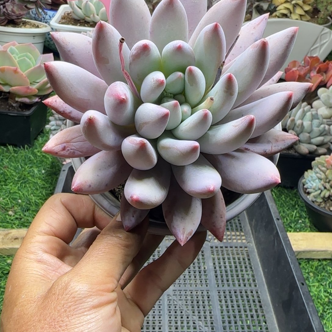 锦安精品多肉植物204