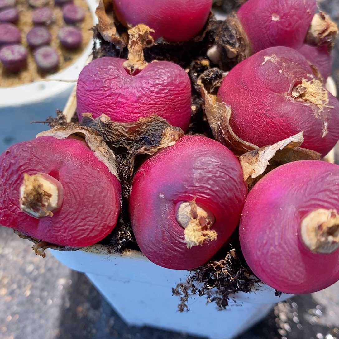 大红桃子一颗1.8厘米