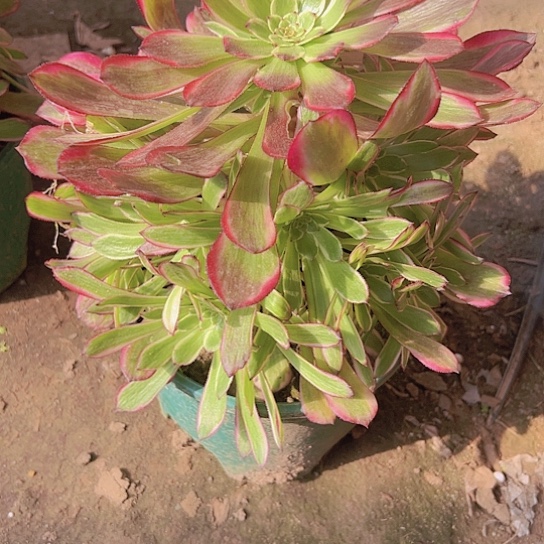 霁月一颗包邮福利