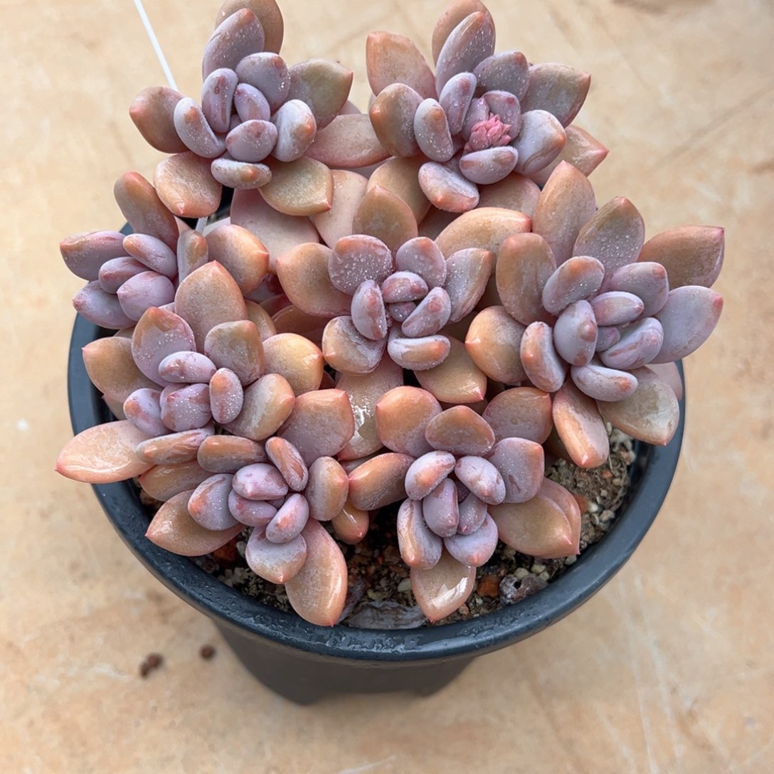 珍舞奶多肉植物整