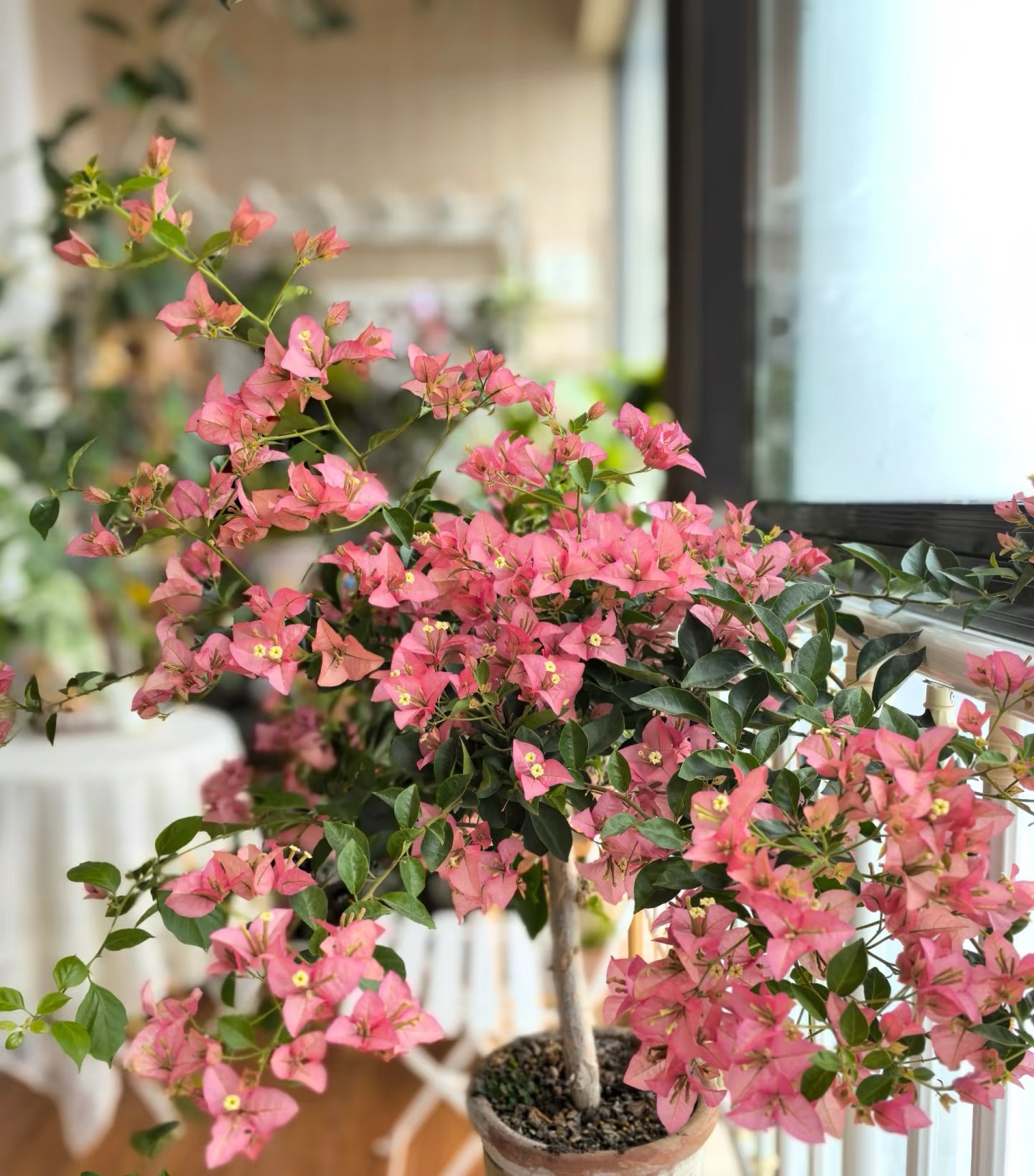 【卡亚塔1加仑】 带盆土勤花分支多观赏耐活三角梅