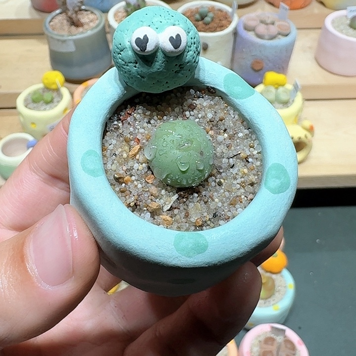 红陶蘑菇305鸽子蛋