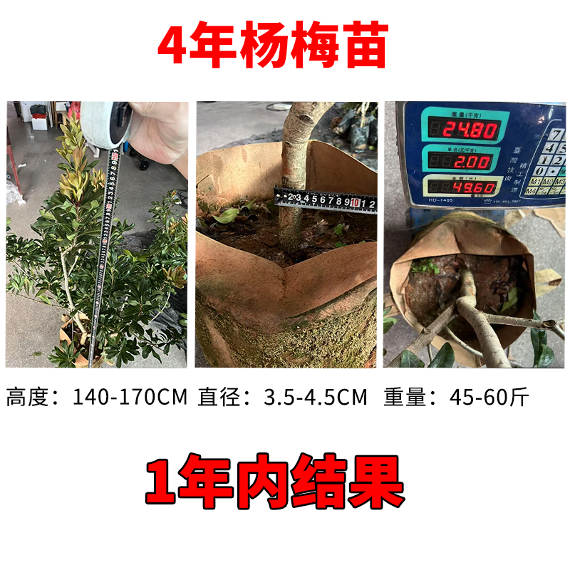 4年半正宗仙居东魁杨梅苗盆栽