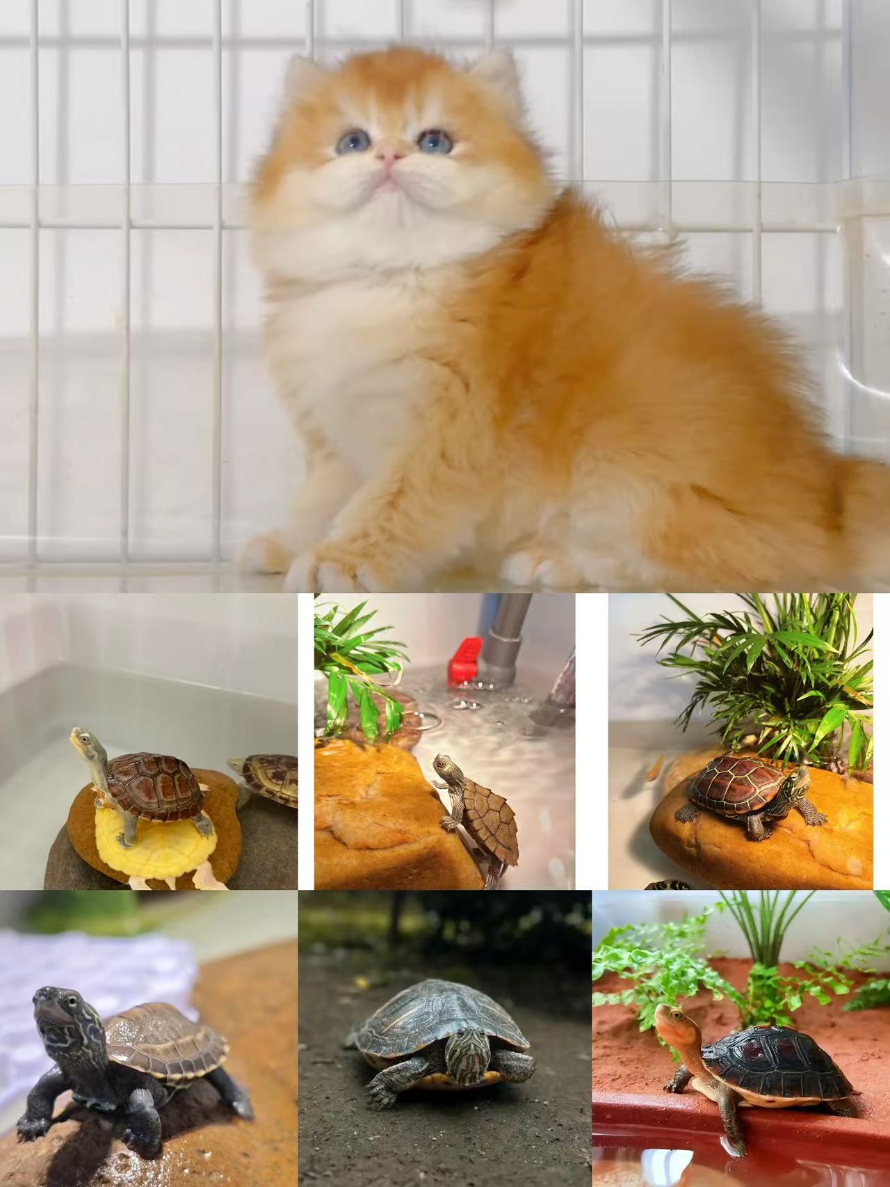 通用宠物活体链接（一）