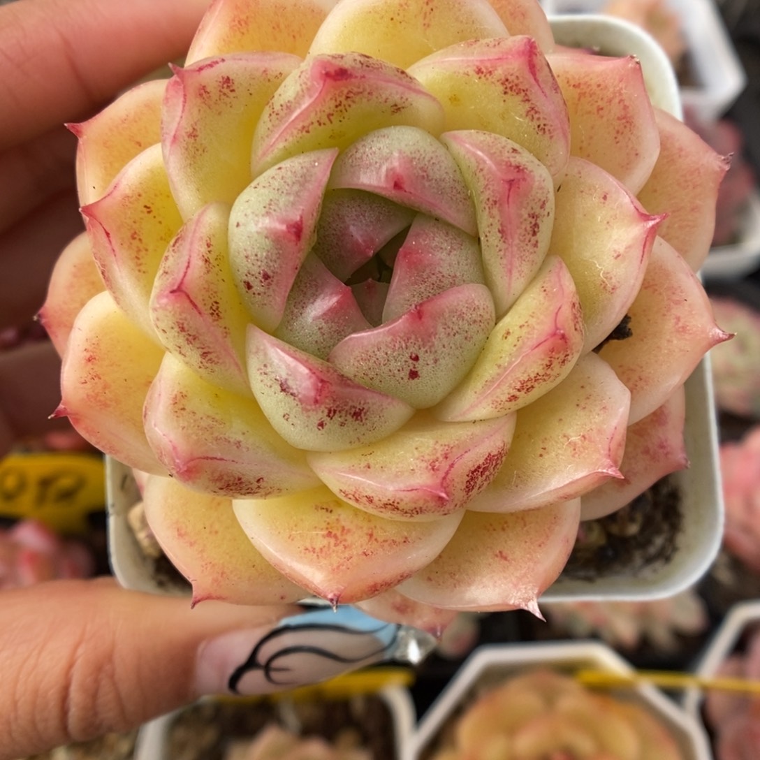 油透麦秆321号。     