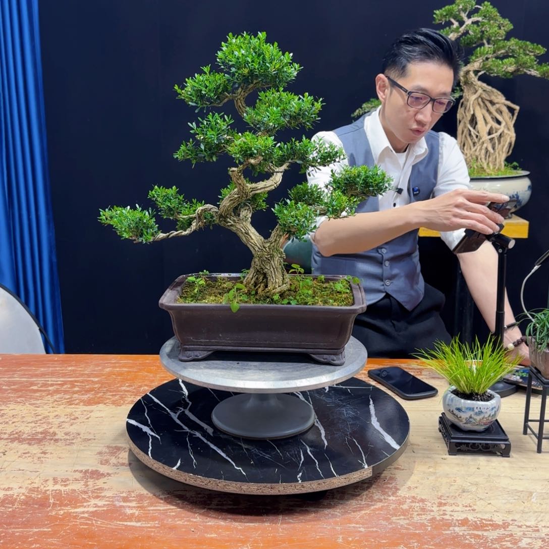 黄杨室内室外盆景艺术