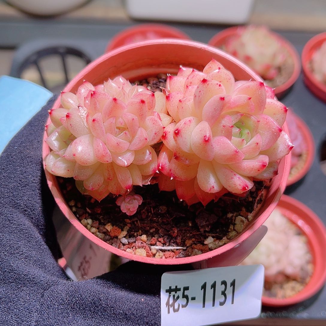 花利美5-1131麦秆