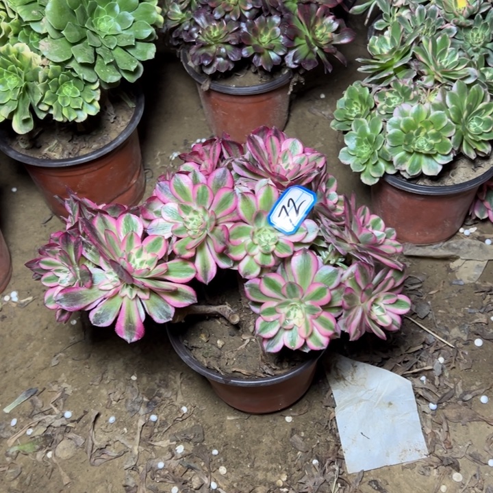 多肉植物倾城砍过朵朵72