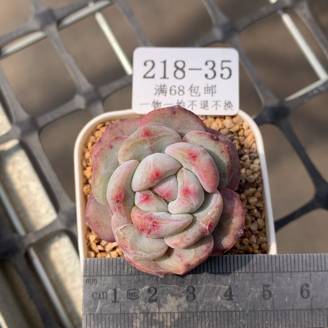 石化星影冠服4满68包邮