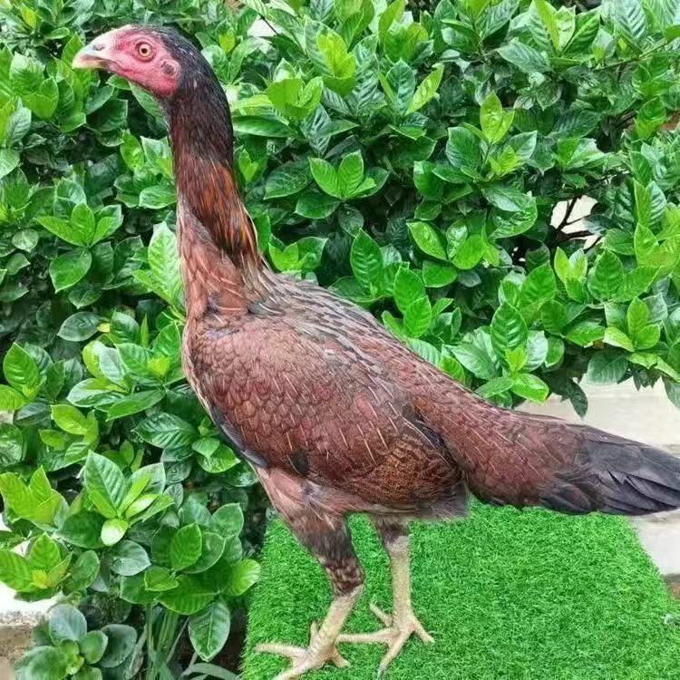 (小董家萌宠)斗鸡下蛋母鸡活体链接