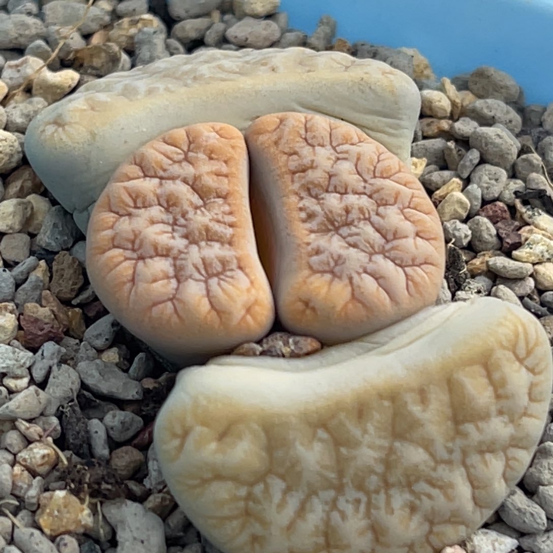 8520睫毛凹凸铁189一颗