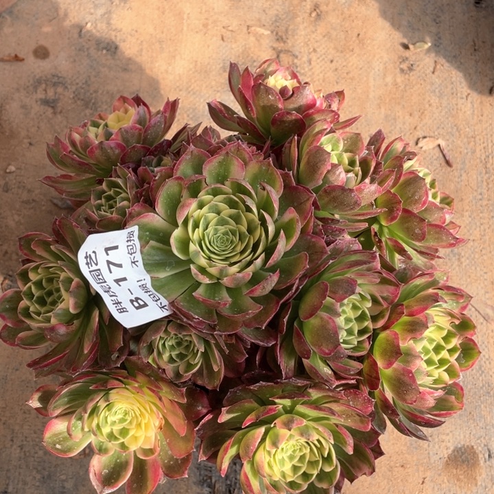 171海王多肉法师福利不包损