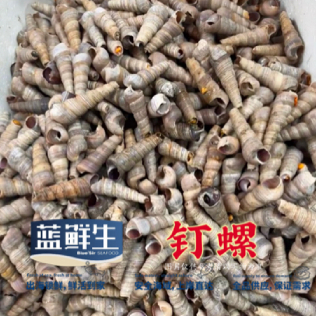 钉螺（500g）海鲜
