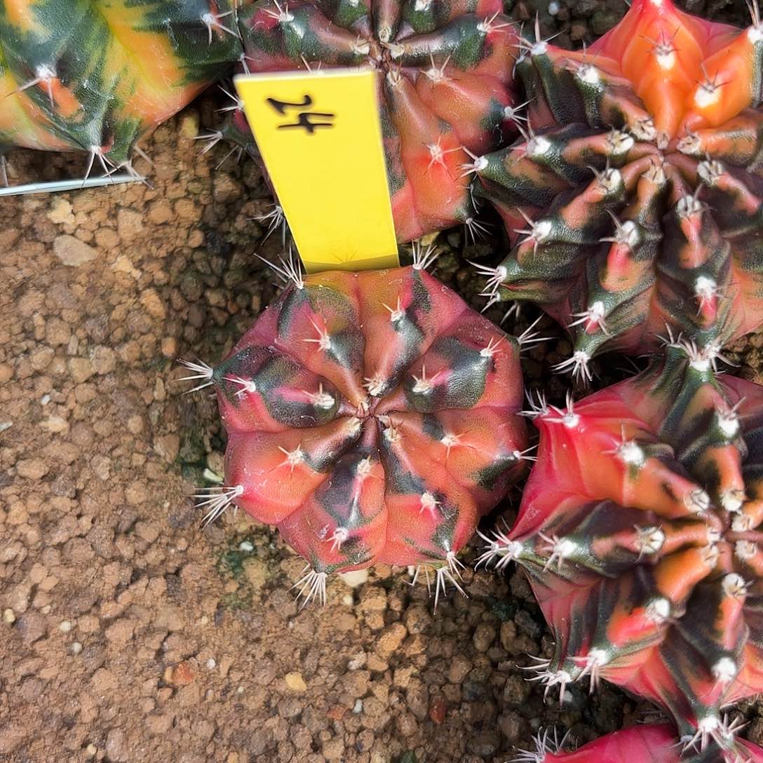 泰国米哈24-0126 Nick