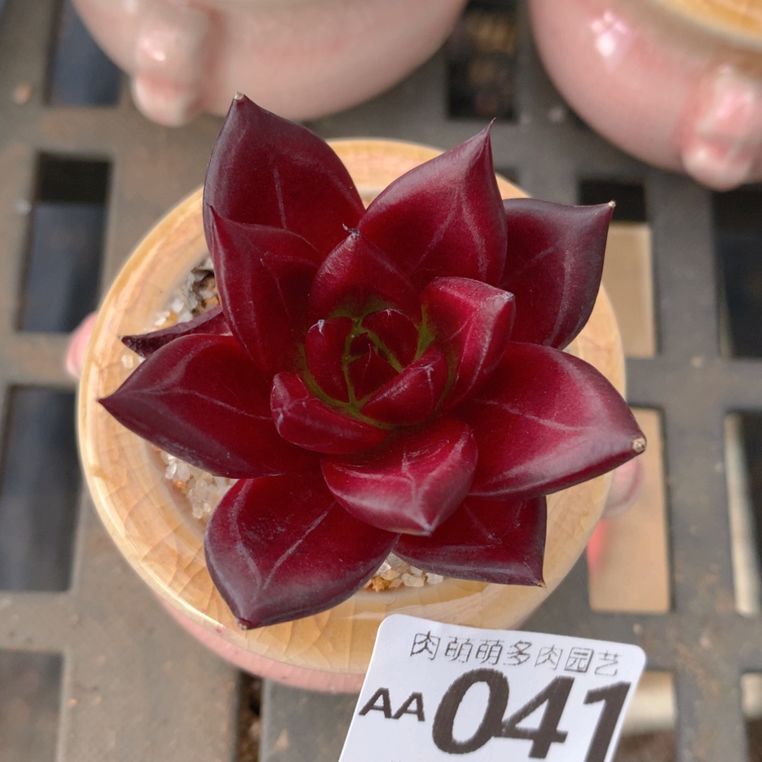 无花朵肉萌萌5cm拇指盆精控多肉AA041