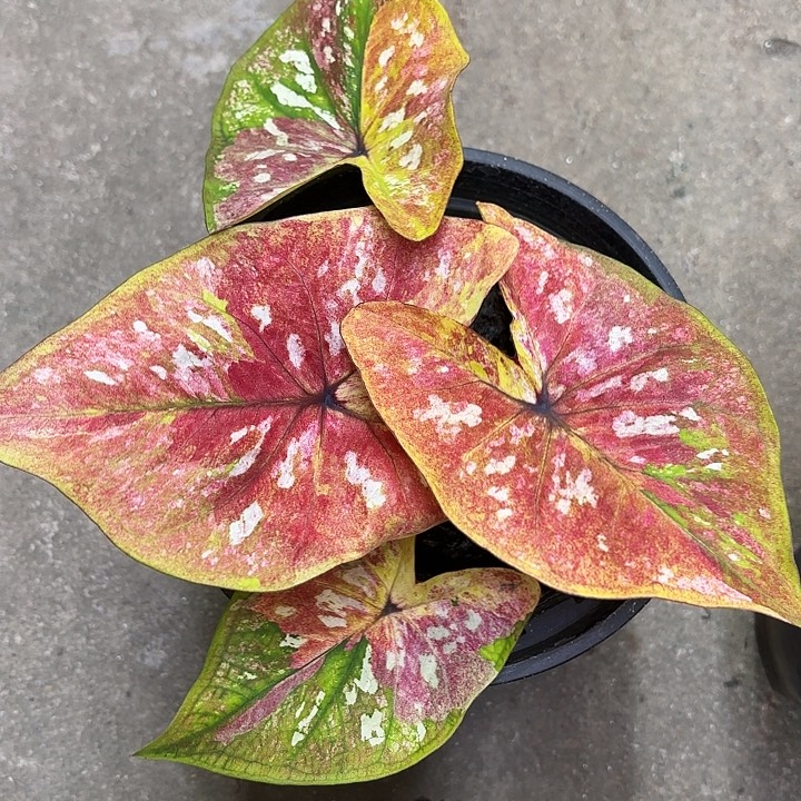 0***770-1226彩叶芋广东现货