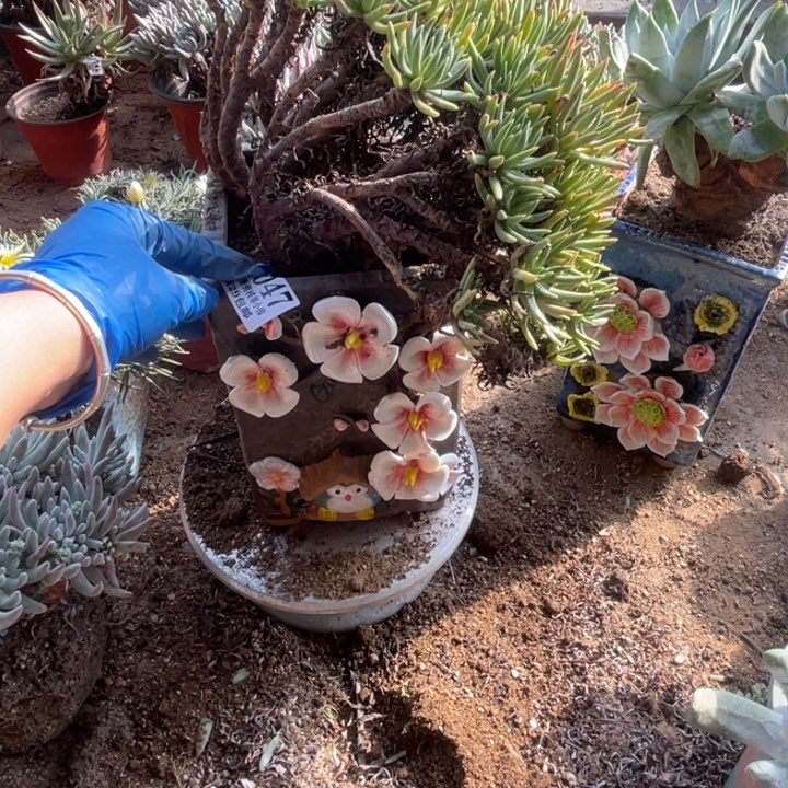 牛*47号维思辛达多肉植物