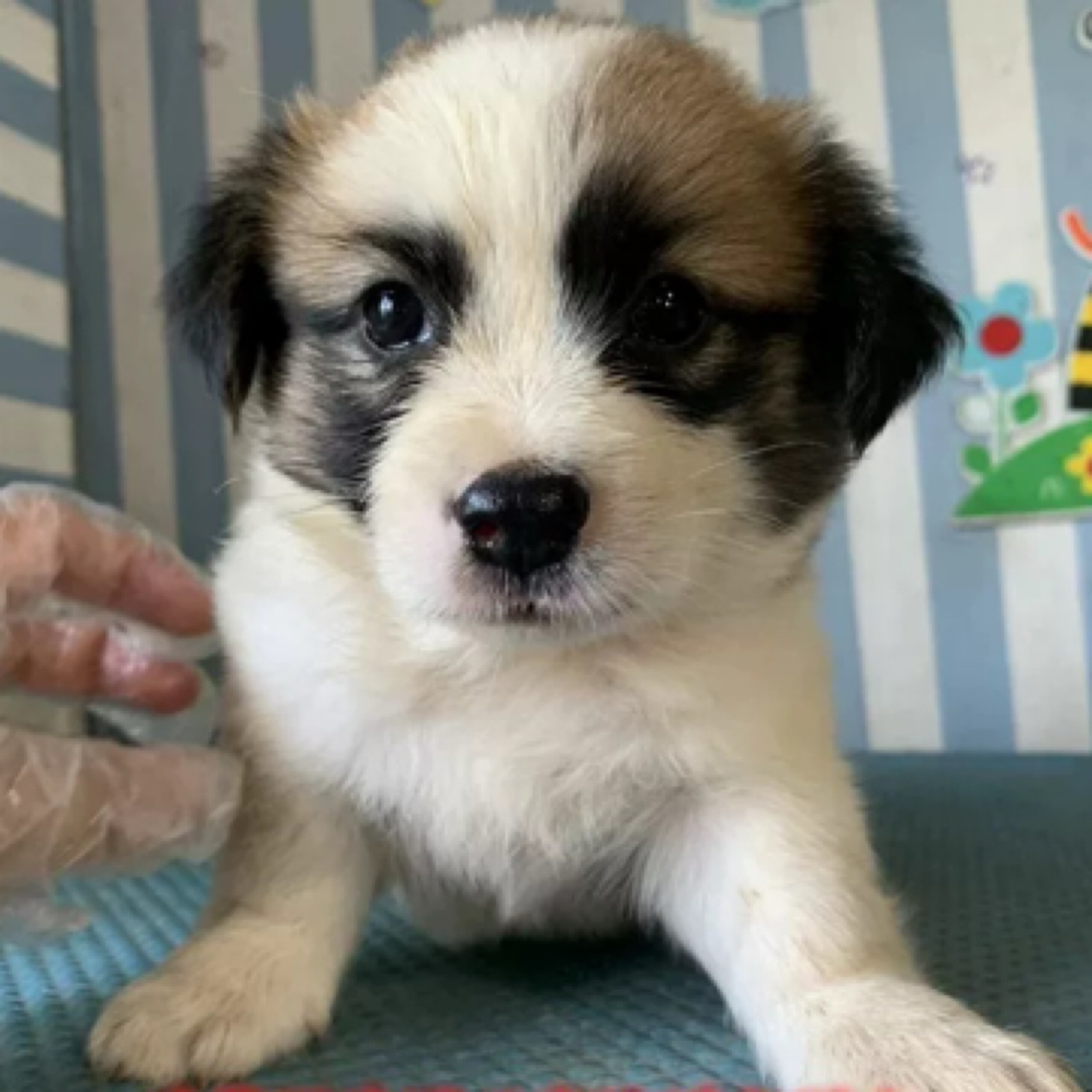 蝴蝶犬小型犬长不大幼犬可直播挑选的宠物狗狗