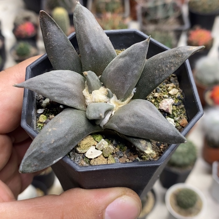 大号岩牡丹特价福利2