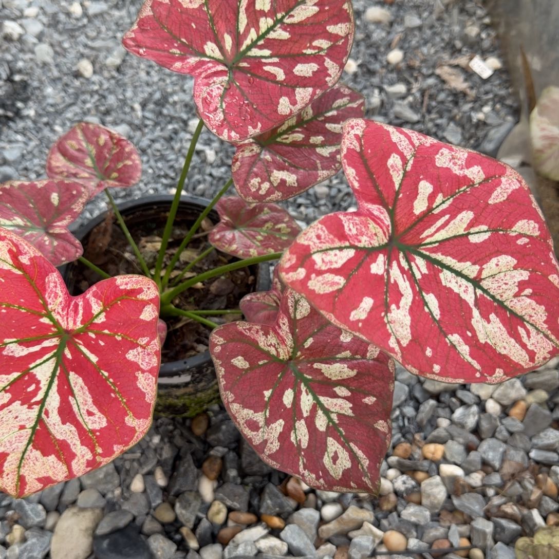 无花朵宇宙唯一s013