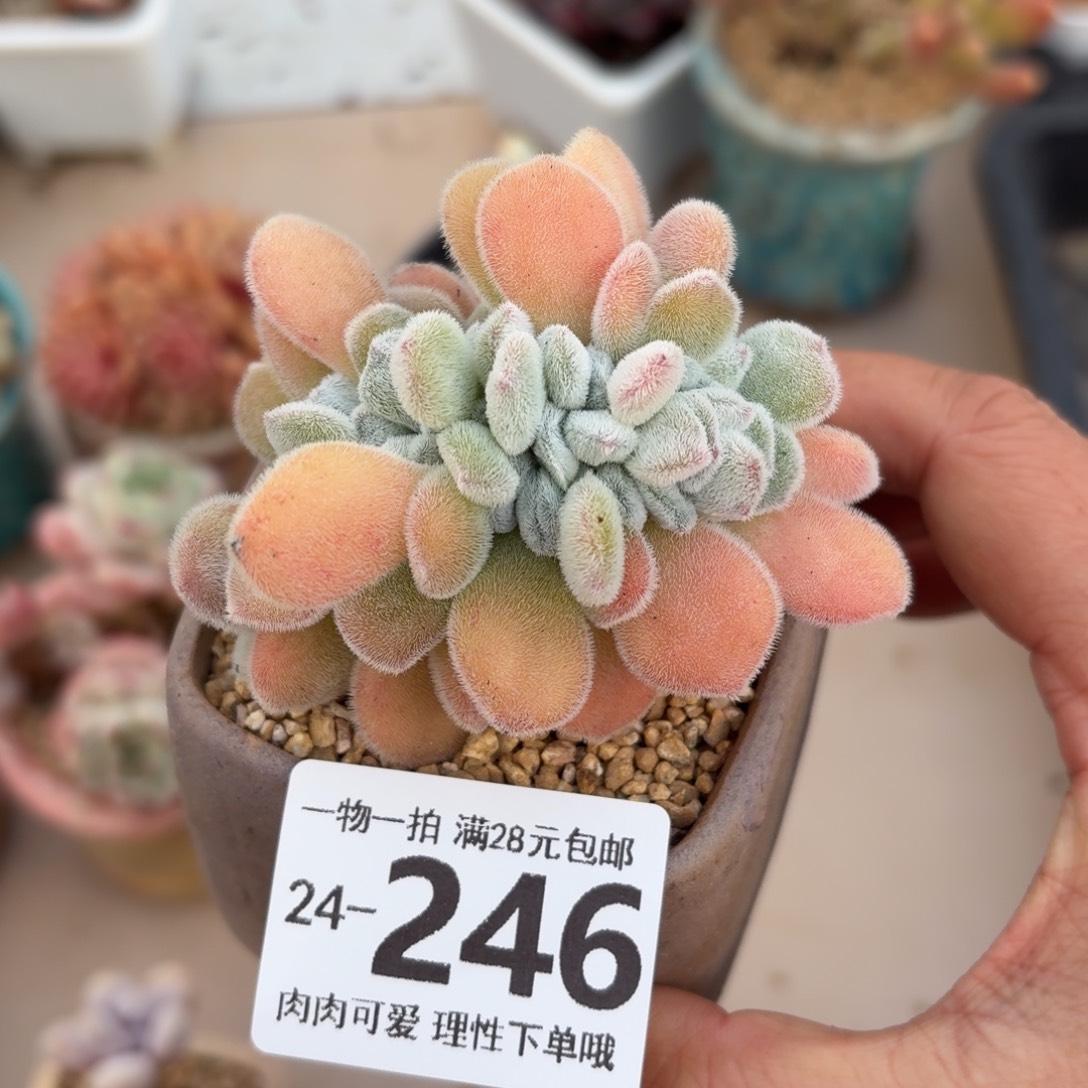 雪晃星缀化无盆土发货