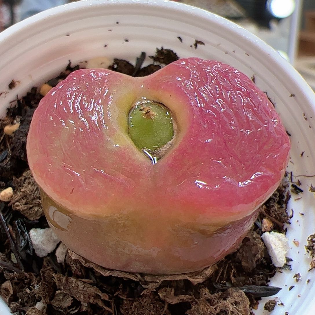 【闪购商品】214 带盆