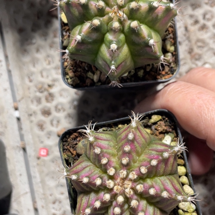 一***诺实生海神带盆发两颗