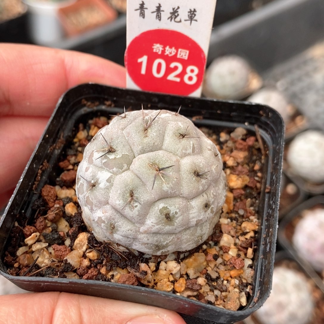 自根习志野3.3cm