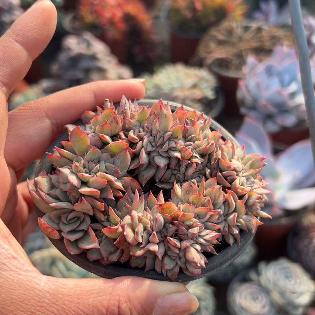 多肉植物月光女神缀