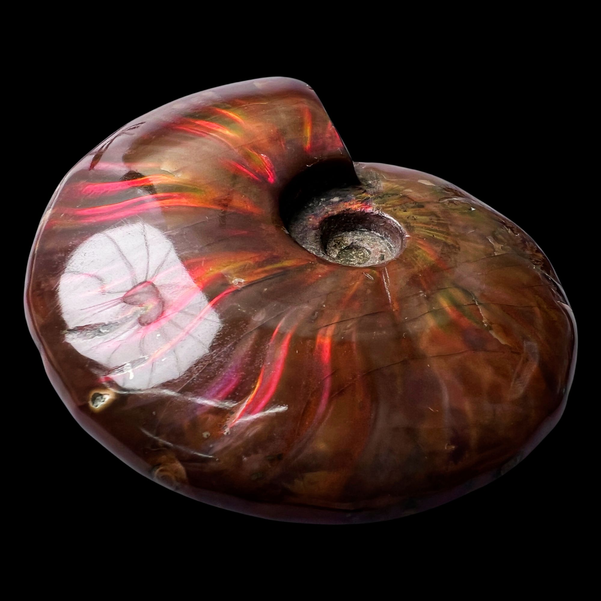 【 叶菊石（火凤凰-斑彩）】90.5mm 马达加斯加 古贝壳 D26