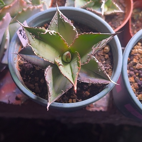 蜂鸟严龙仁王冠植物