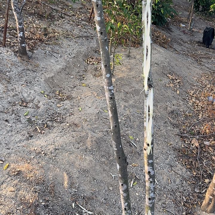 无花朵西瓜叶品种