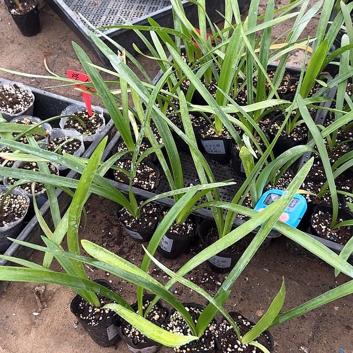 当前无花朵，栽培后可花朵心**晕公主