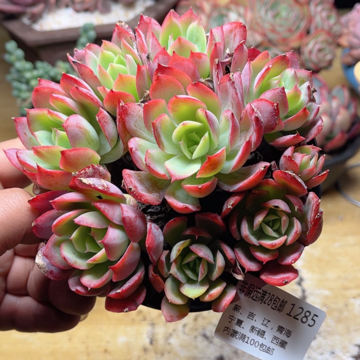 【闪购商品】1285绮罗仙子