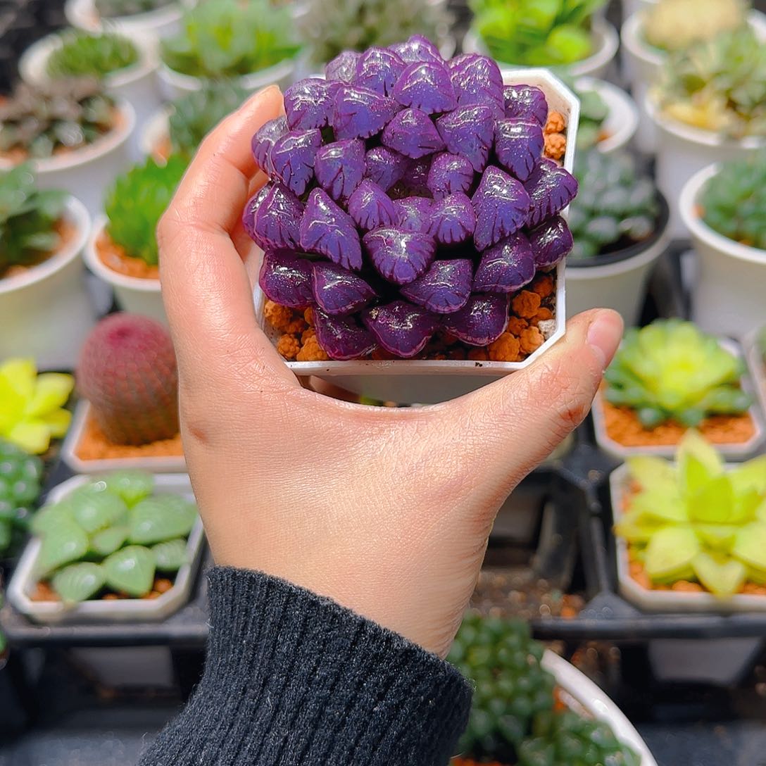 紫宝石冰灯玉露，原盆，人工上色