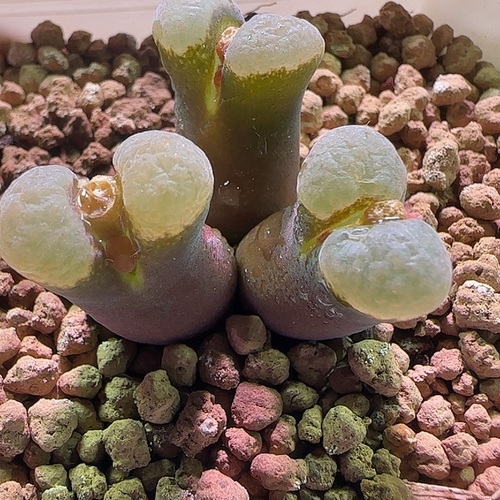 *****哈哈哈哈哈哈哈哈哈哈034