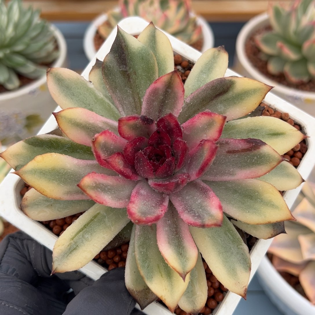 火焰山锦，覆轮锦多肉植物