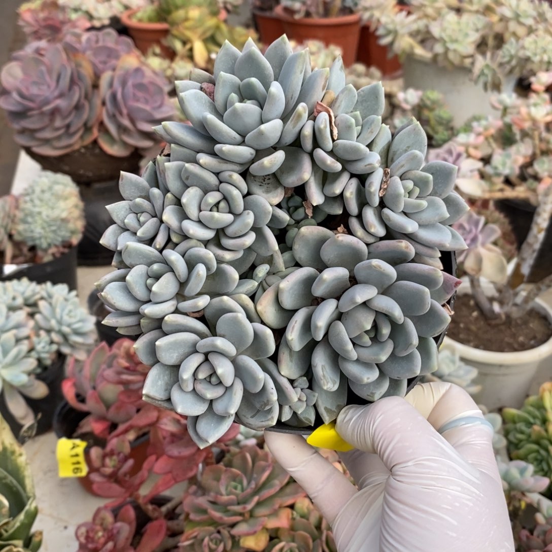 128胖美人一物一拍