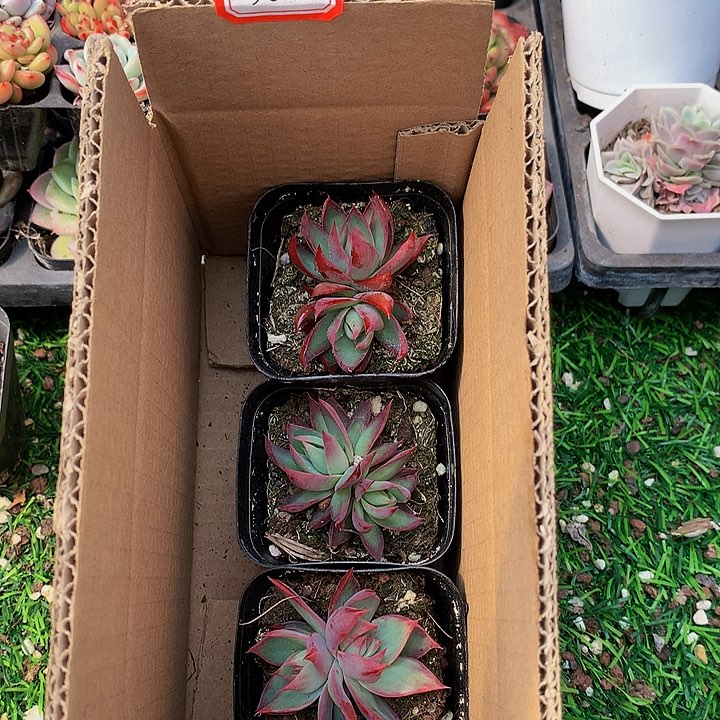 A326惊鸿仙子多肉