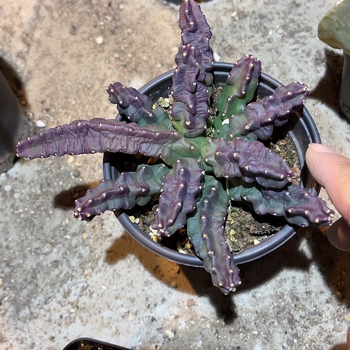 满38包邮2天凑单，脱土晾根发货多肉植物紫皮桃太郎