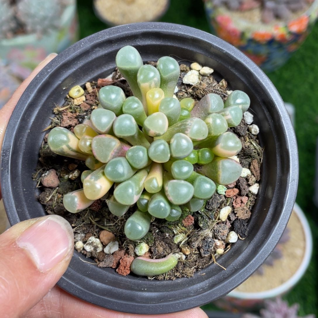 五十铃玉锦多肉植物