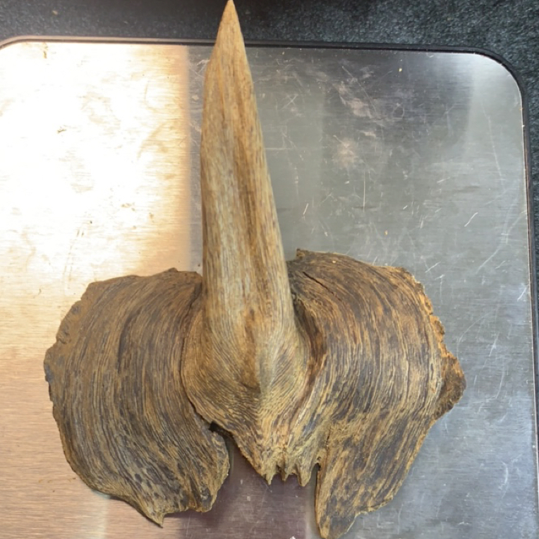 海南天然虎斑棋11.3克