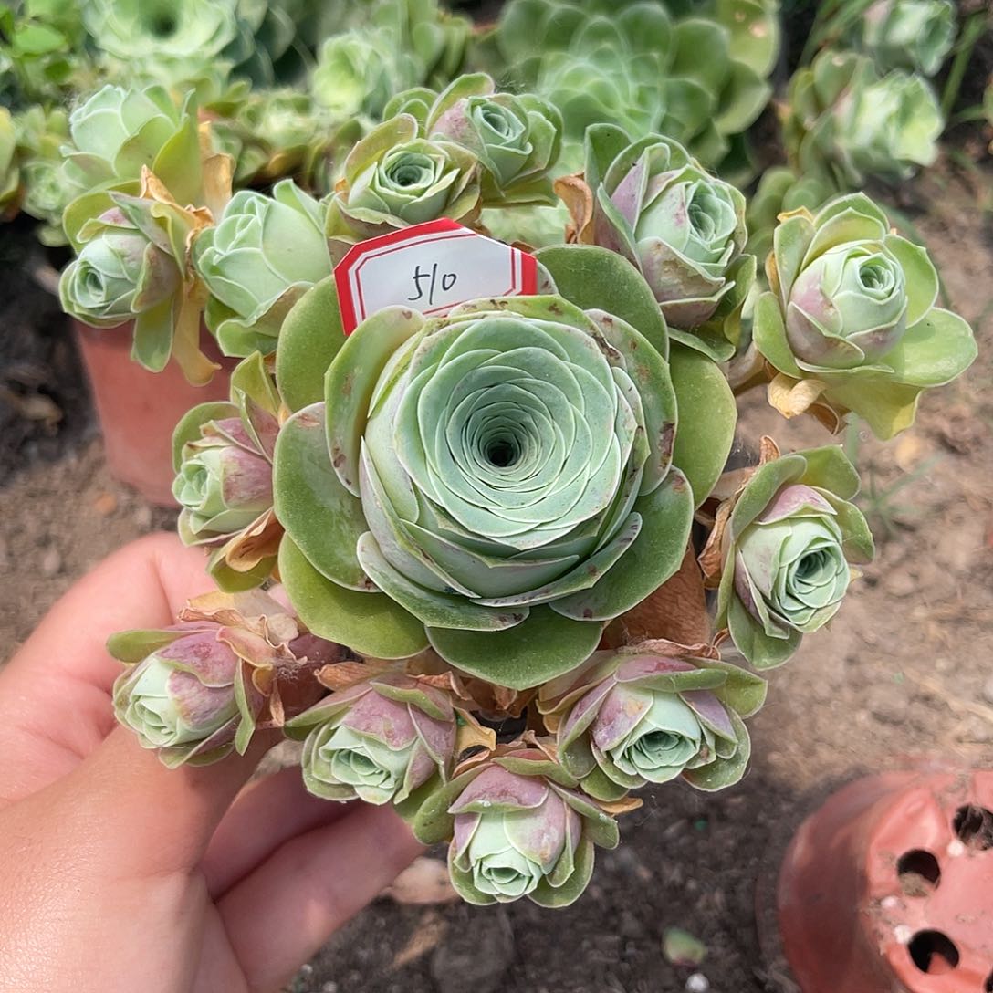 山地玫瑰多肉 510