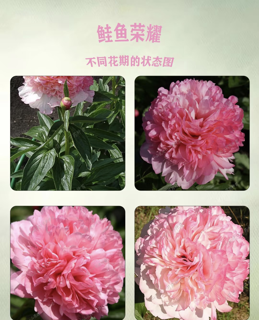 进口鲑鱼荣耀芍药苗