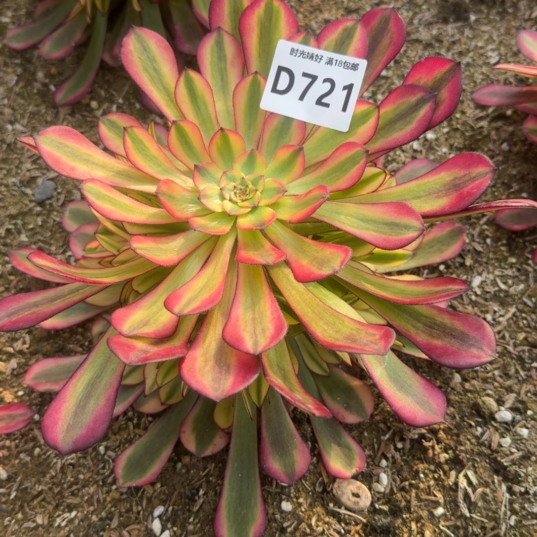 双721黄铜寄养到秋