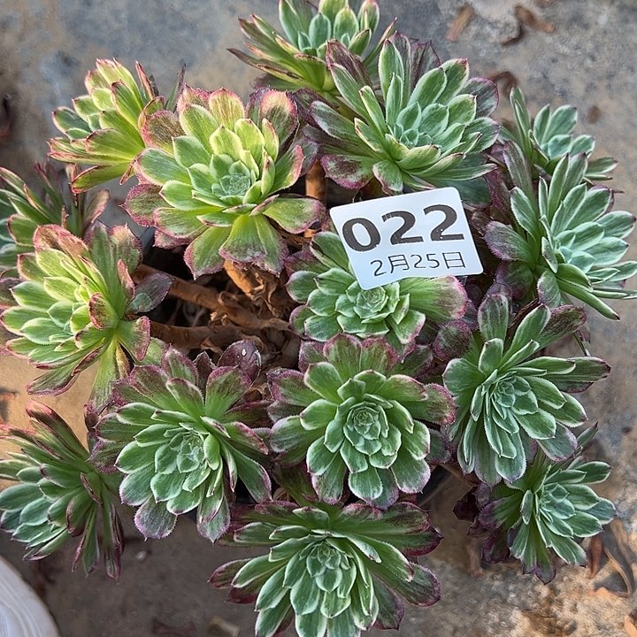 2.25-22萝莉锦多肉